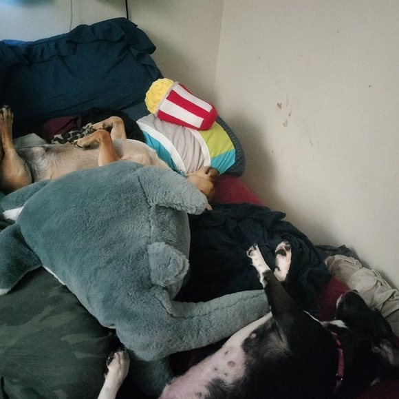 ♡ Rest in peace Buddy ♡ - Picture 15 of 15